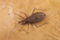 kissing bug rhodnius