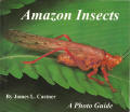 Amazon Insects