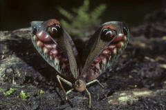 peaccock katydid display